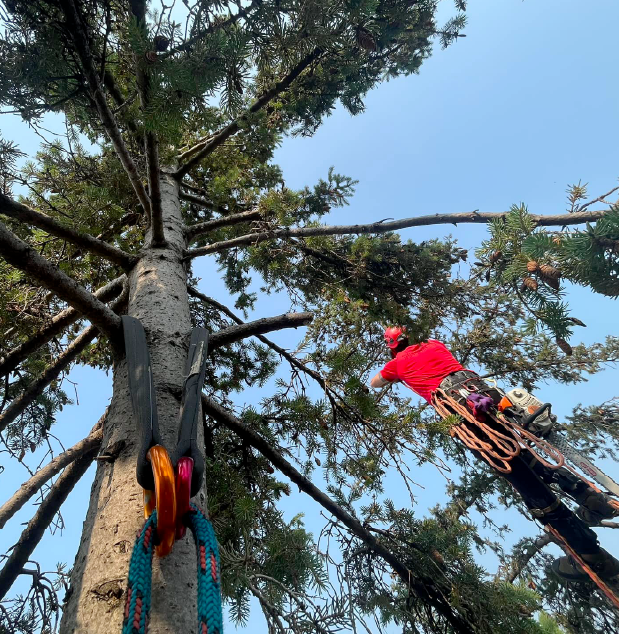 Workers with a pine tree