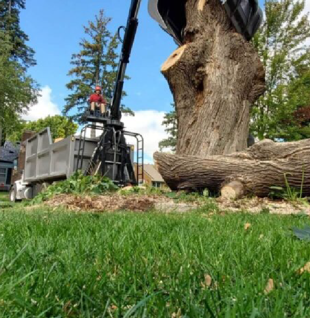 Tree Removal