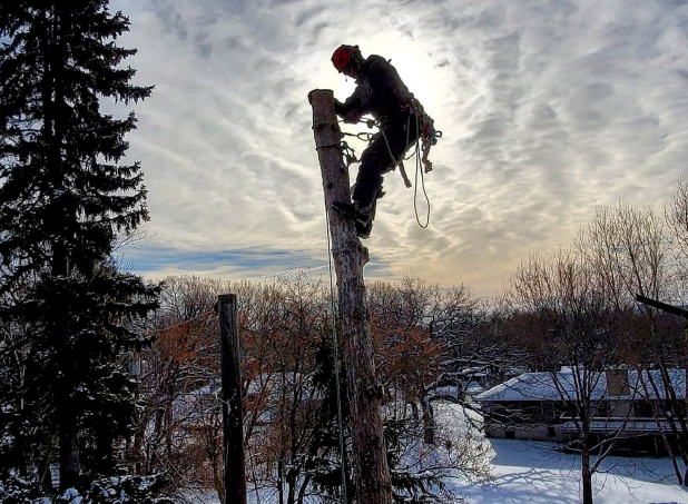 Worker with climbing gear at the top of a tree