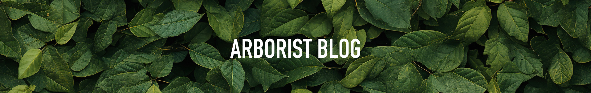 Arborist Blog