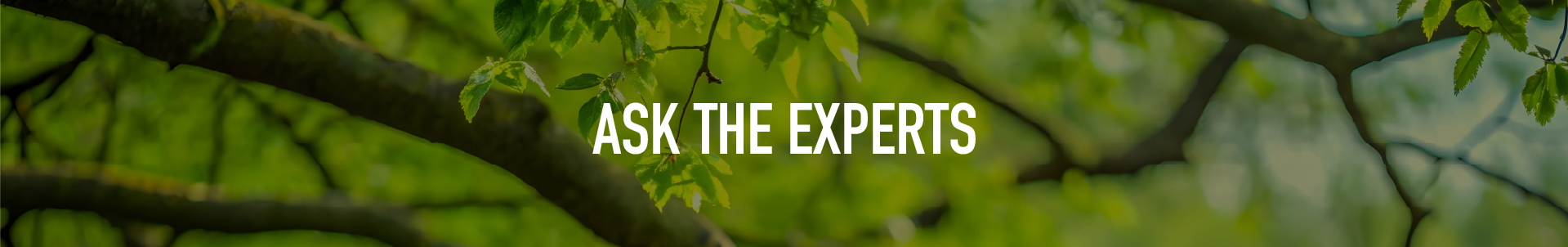 Ask the Experts