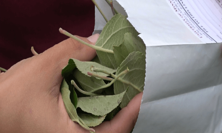 Using Sampling and Testing to Prescribe Fertilization