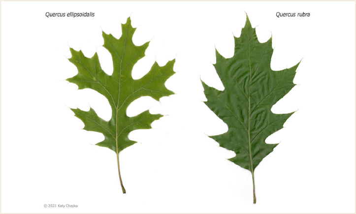Oak Leaf Comparison