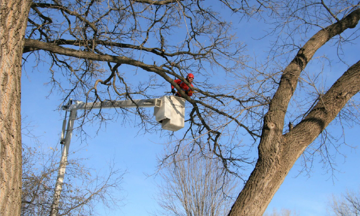 What’s Going On With Oak Trees?