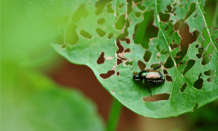 Japanese Beetle on a leaf