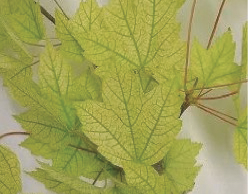 Leaves