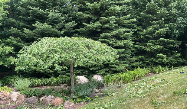 Trees