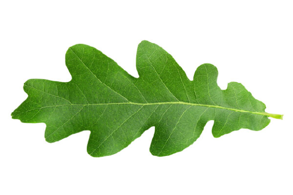 White Oak Leaf
