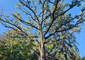 Bur oak
