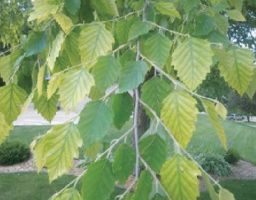 Leaves