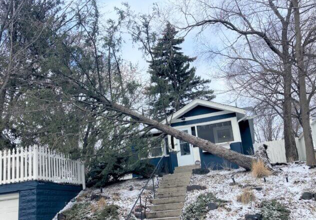 Uprooted tree