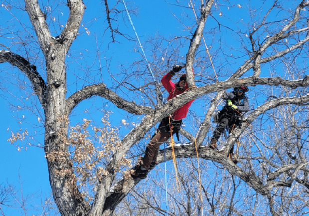 Oak Tree Pruning