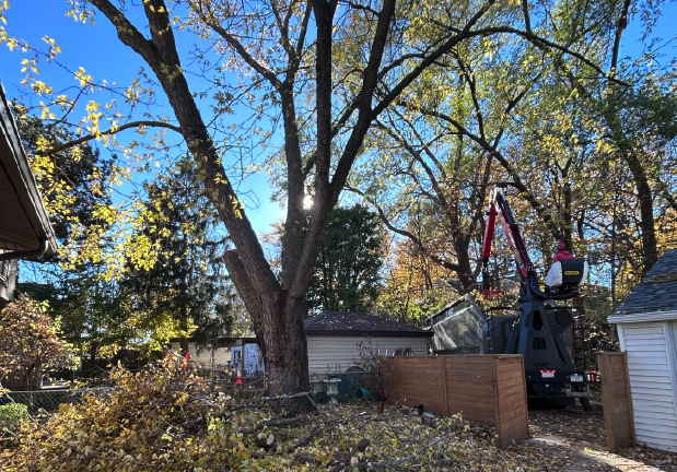 Trees being worked on