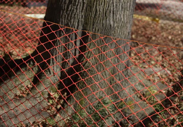 Fenced off tree
