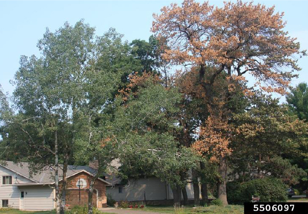 Diseased red oaks