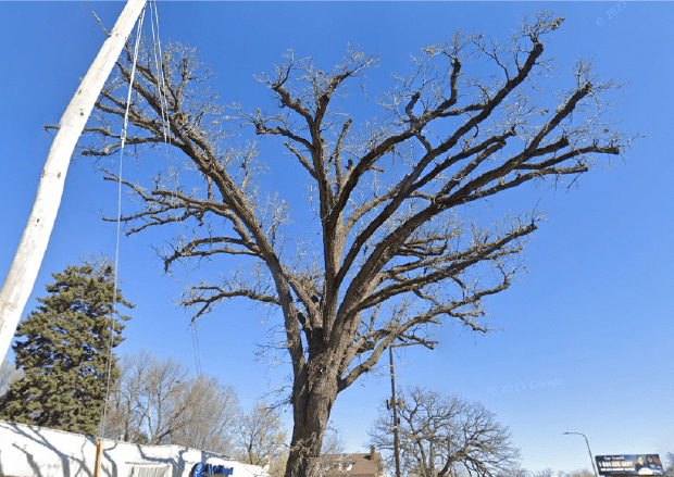 Bur oak leafing out
