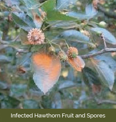 Infected Hawthorn Fruit and Spores