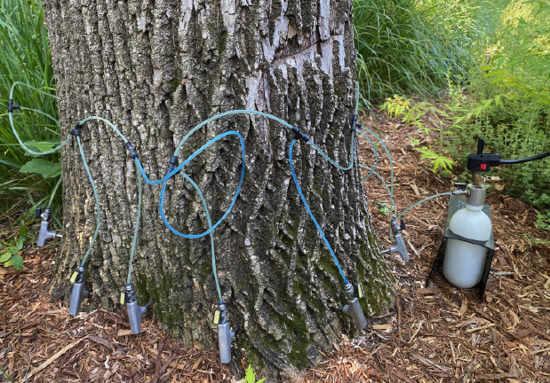 Tree being worked on