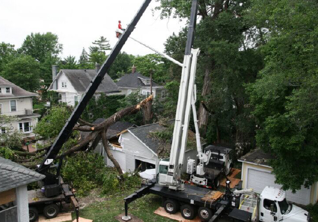 Fallen tree and cranes