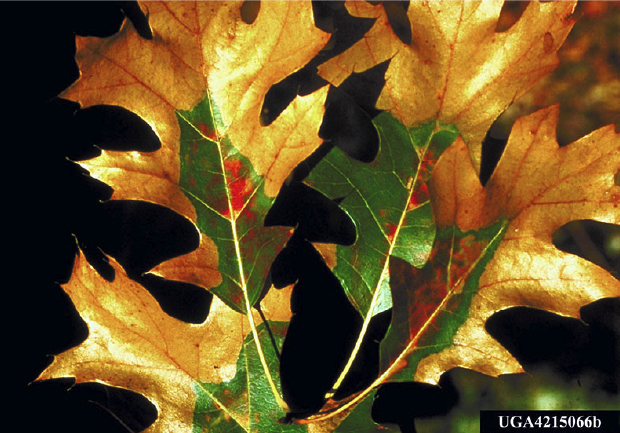 Leaves with brown edges and green centers