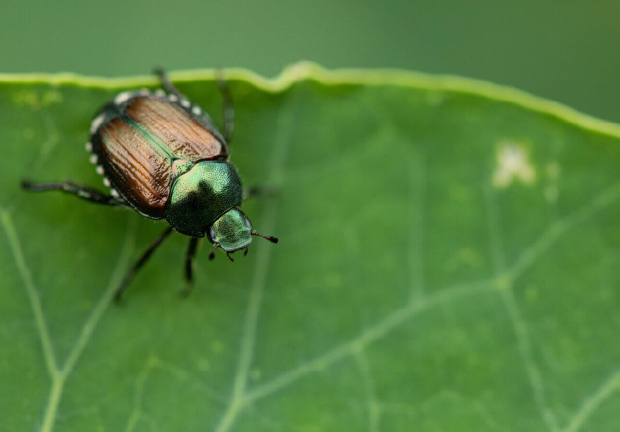 A closeup of Japanese beetle on green leaf, an invasive species to North America.