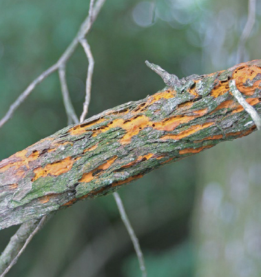 Cedar-Quince Rust