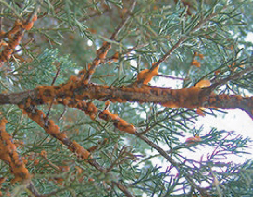 Galls on Juniper Branch