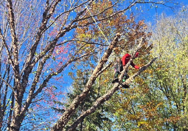 Tree climber