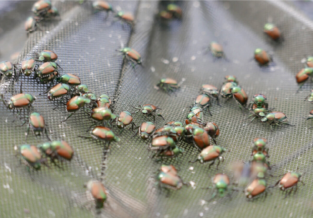 A selective focus shot of Japanese beetles Popillia japonica.