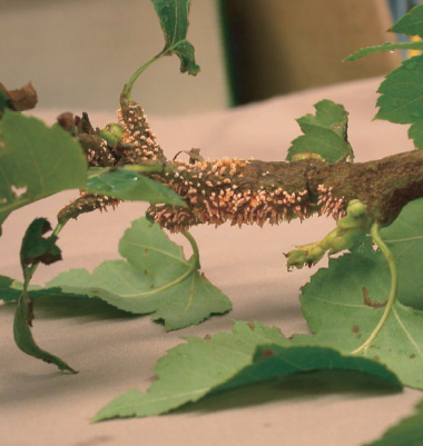 Cedar-Quince Rust