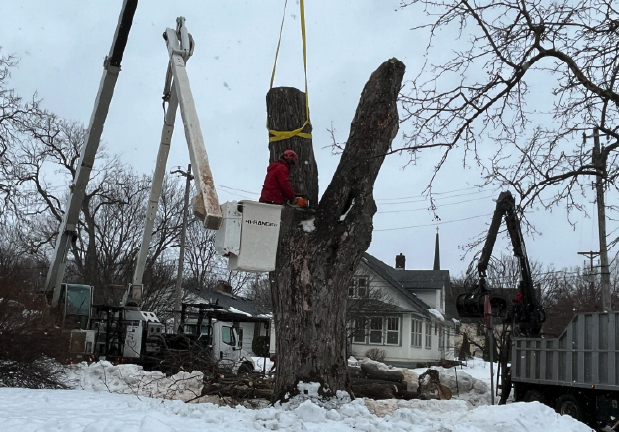 Tree being removed