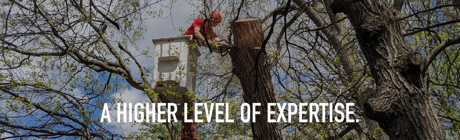 A Higher Level of Expertise.