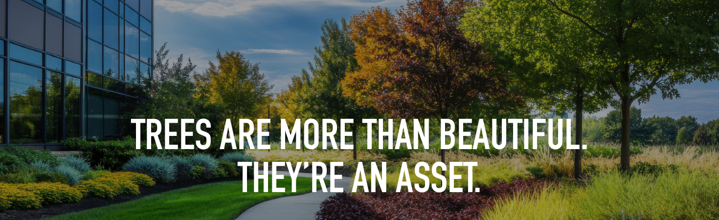 Tress are more than beautiful. They're an asset.
