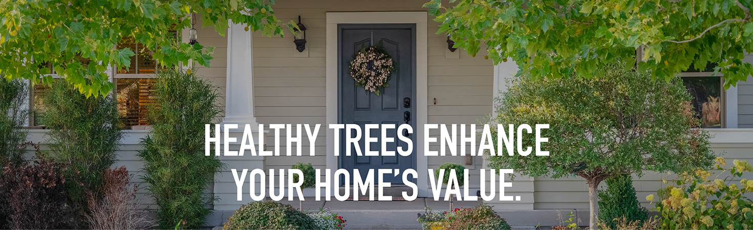 Healthy Trees Enhance Your Home's Value.