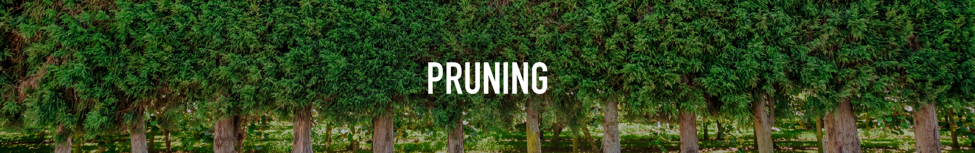 Pruning