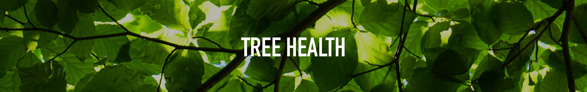 Tree Health