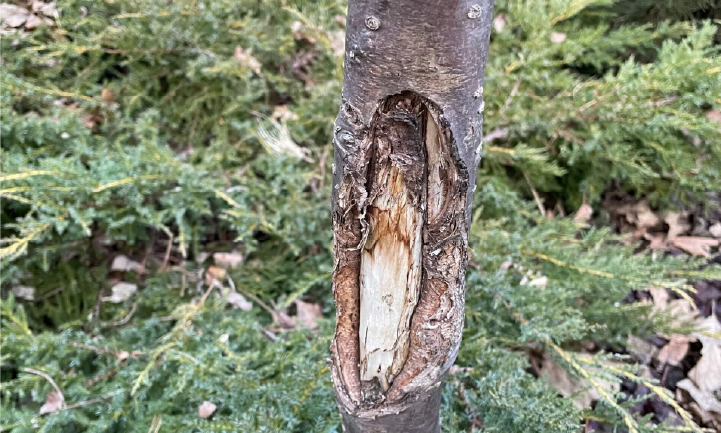 Sunscald damage on trunk of showy mountain-ash (Sorbus decora). Notice the area of sunken, dead bark above the open wound.