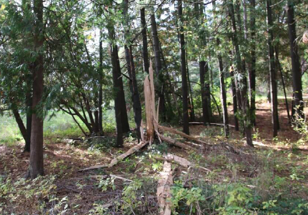 Tree after a lightning strike