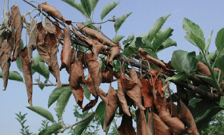 Leaves