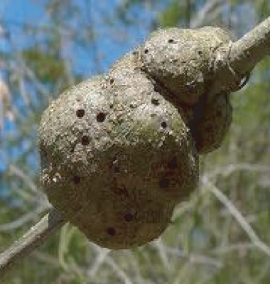 Gall Wasp signs