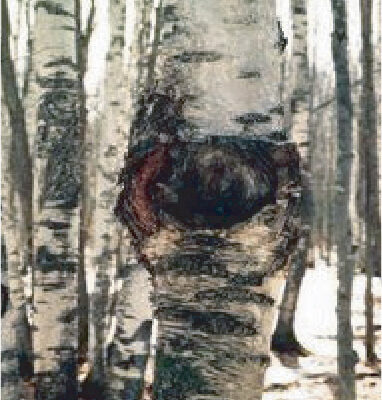 Nectria Canker sign