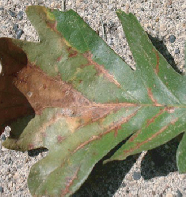 Leaf with Bur Oak Blight