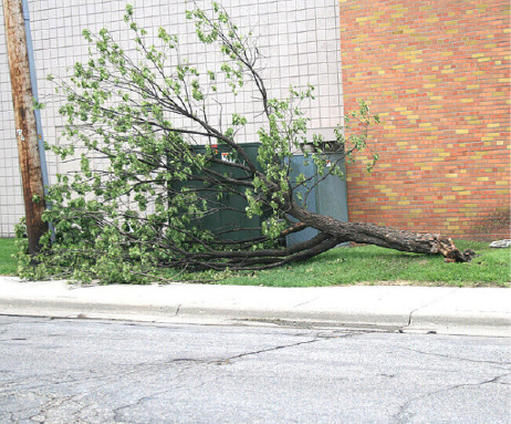 This tree is fully leaved but has major stem girdling roots.