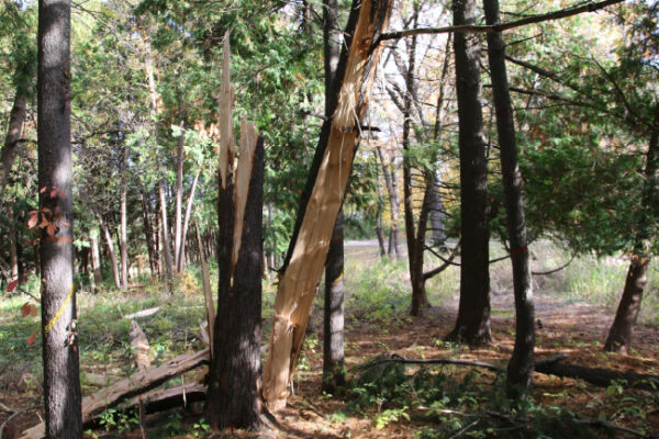Tree that has been struck by lightning