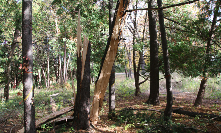 Tree that has been struck by lightning