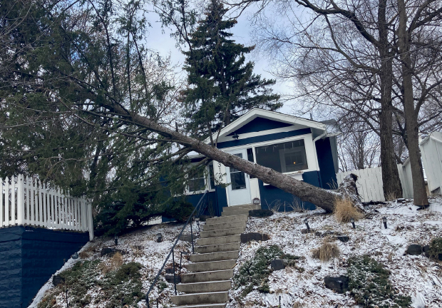 Fallen Tree