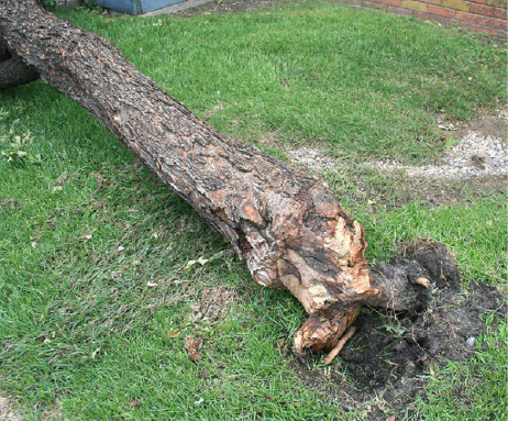 Stem girdling roots have weakened the structure of this tree.