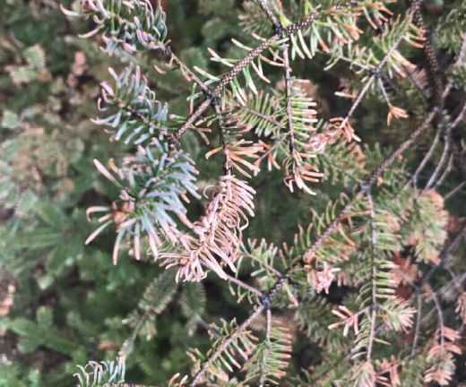 An example of winter burn on balsam ﬁr (Abies balsamea).