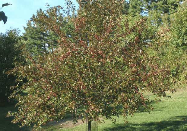Browning leaves