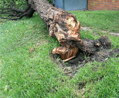 Only 25% of stabilizing roots are still attached.